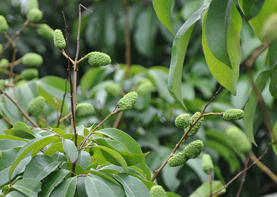 昆明荔枝市場批發,優質荔枝廠家批發-湛江市杰升貿易提供昆明荔枝市場批發,優質荔枝廠家批發的相關介紹、產品、服務、圖片、價格湛江市杰升貿易、銷售(含網上銷售):食品、水果、農產品、日用品、花卉;貨物、